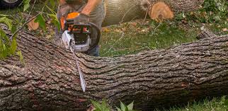 Best Fruit Tree Pruning  in Islip Terrace, NY